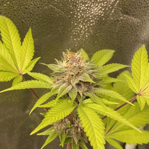 Black Muffin. Week 14