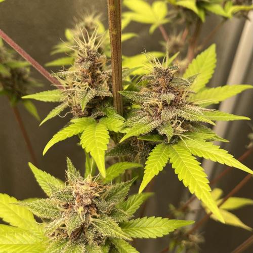 Black Muffin. Week 15