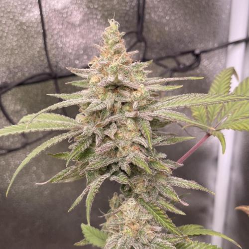 Pink Rozay. Week 15
