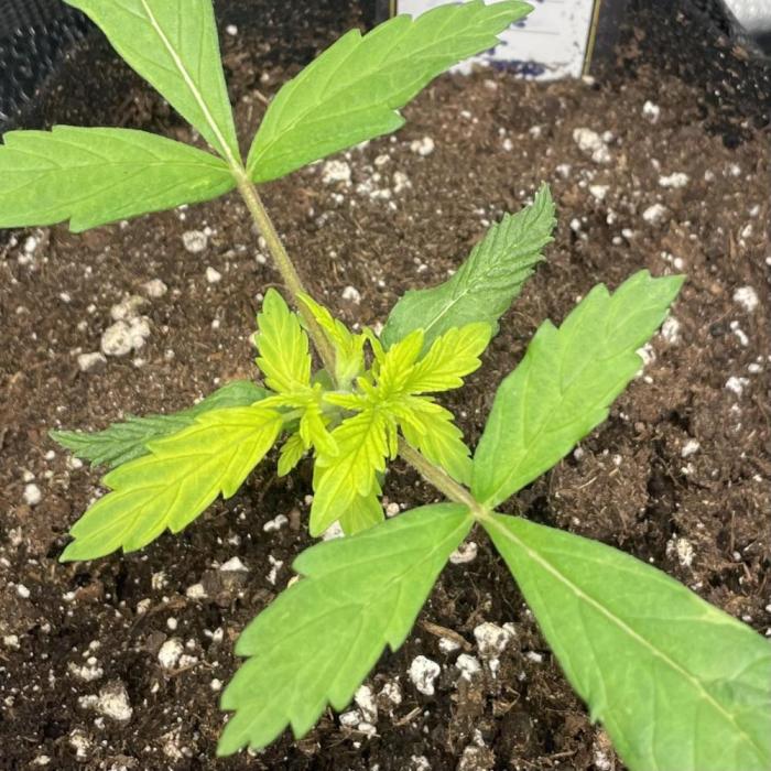 L.A. Vanilla Cake. Week 1