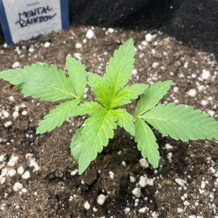 Mental Rainbow. Week 1