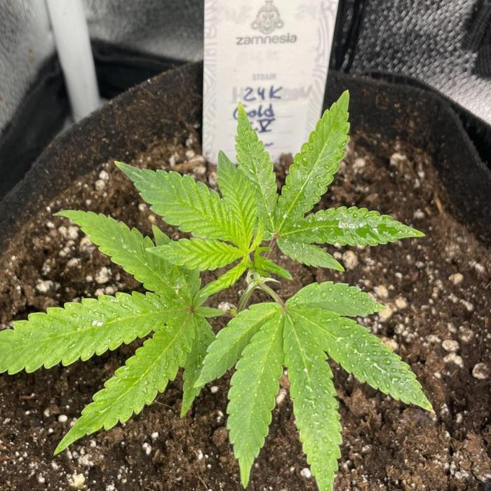 24k Clone III. Week 1