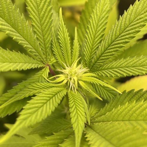 24k Clone II. Week 13