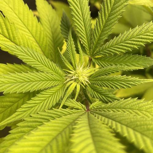 24k Clone II. Week 13