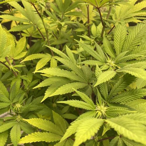 24k Clone II. Week 13