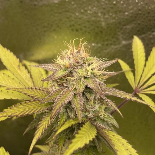 Tangerine Dream. Week 16