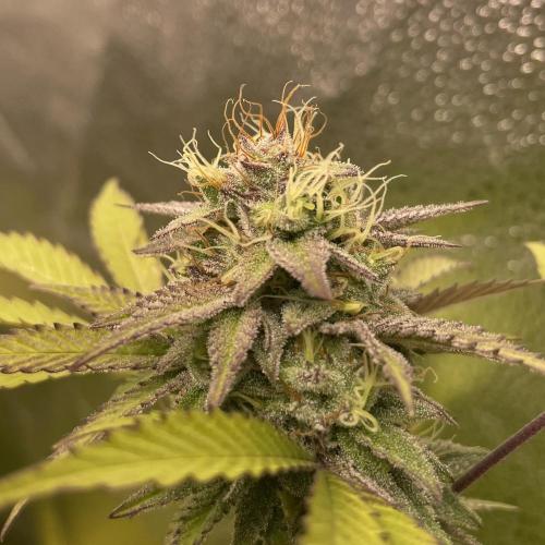 Tangerine Dream. Week 16