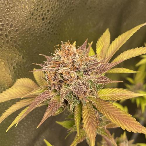 Black Muffin. Week 16