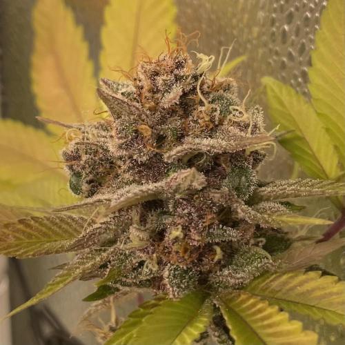 Black Muffin. Week 16