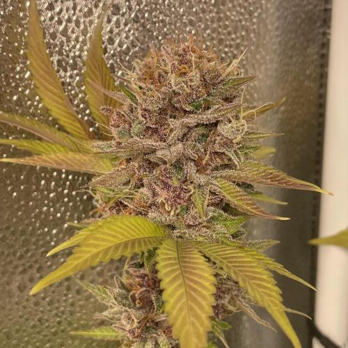 Black Muffin. Week 16