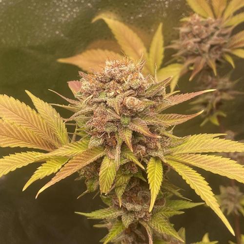 Black Muffin. Week 16