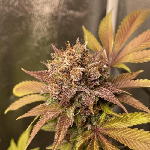 Black Muffin. Week 17