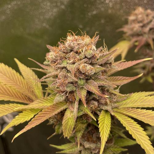 Black Muffin. Week 17