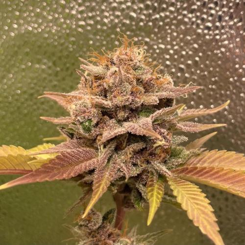 Black Muffin. Week 17