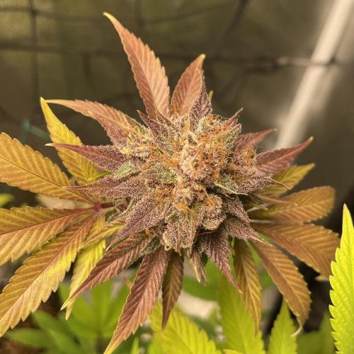 Black Muffin. Week 17