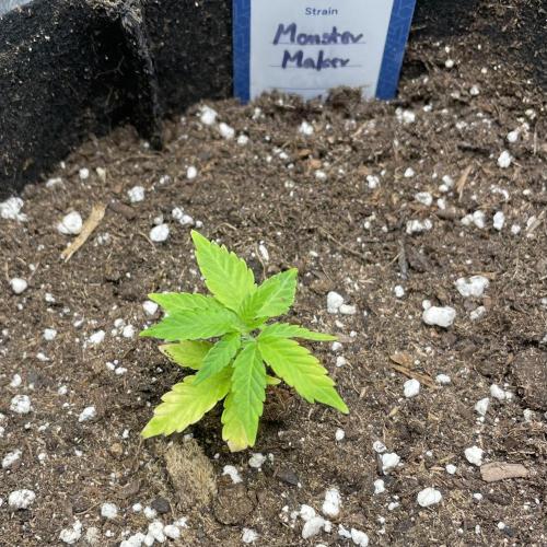 Monster Maker. Week 29