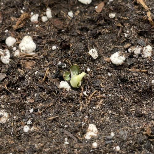 Blueberry Cupcake. Week 0