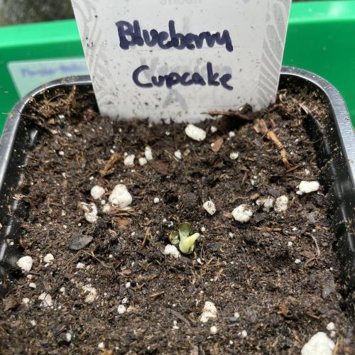 Blueberry Cupcake. Week 0
