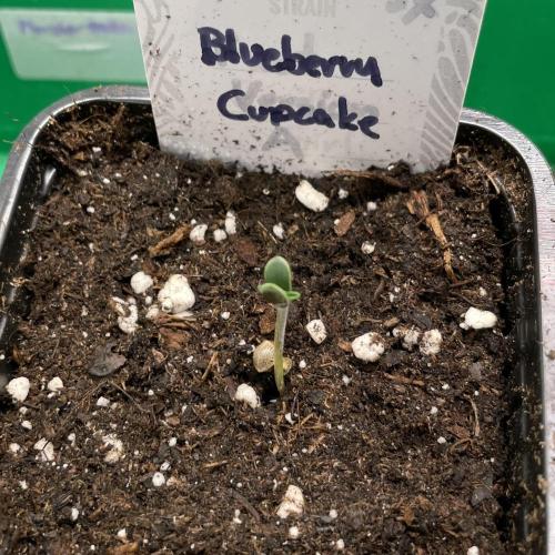 Blueberry Cupcake. Week 0