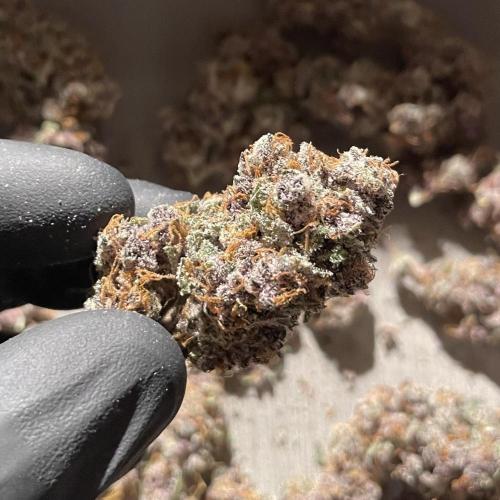 Black Muffin. Week 17