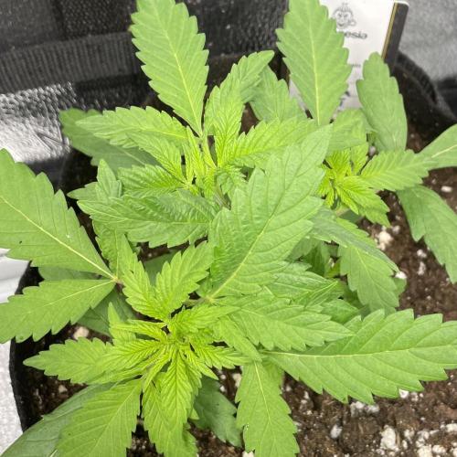 L.A. Vanilla Cake. Week 2