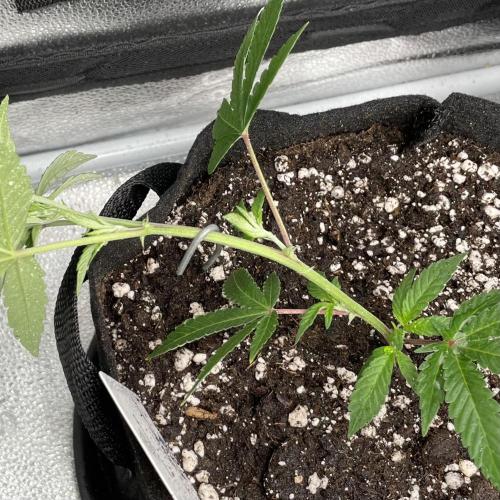 24k Clone III. Week 2