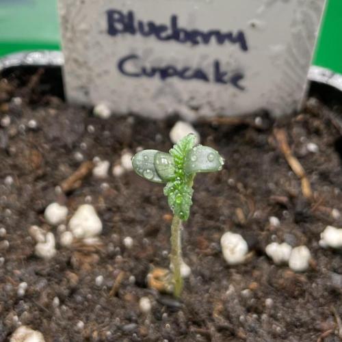 Blueberry Cupcake. Week 0