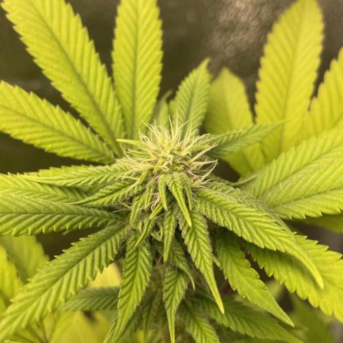 24k Clone II. Week 14