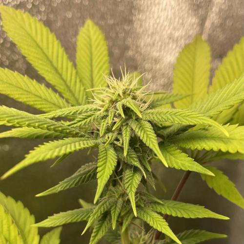 24k Clone II. Week 14