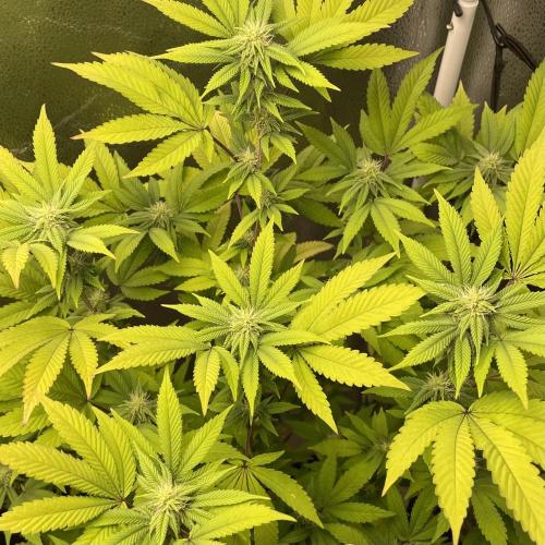 24k Clone II. Week 14