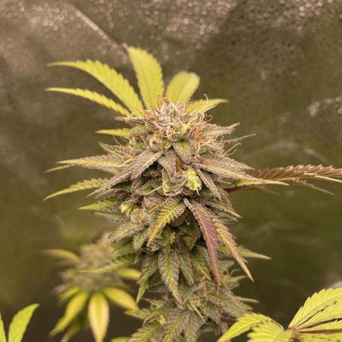 Tangerine Dream. Week 17