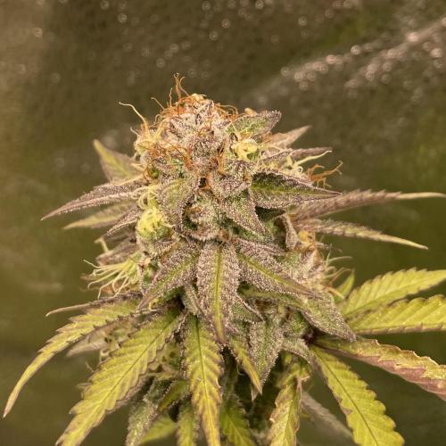 Tangerine Dream. Week 19