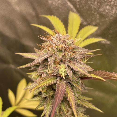 Tangerine Dream. Week 19