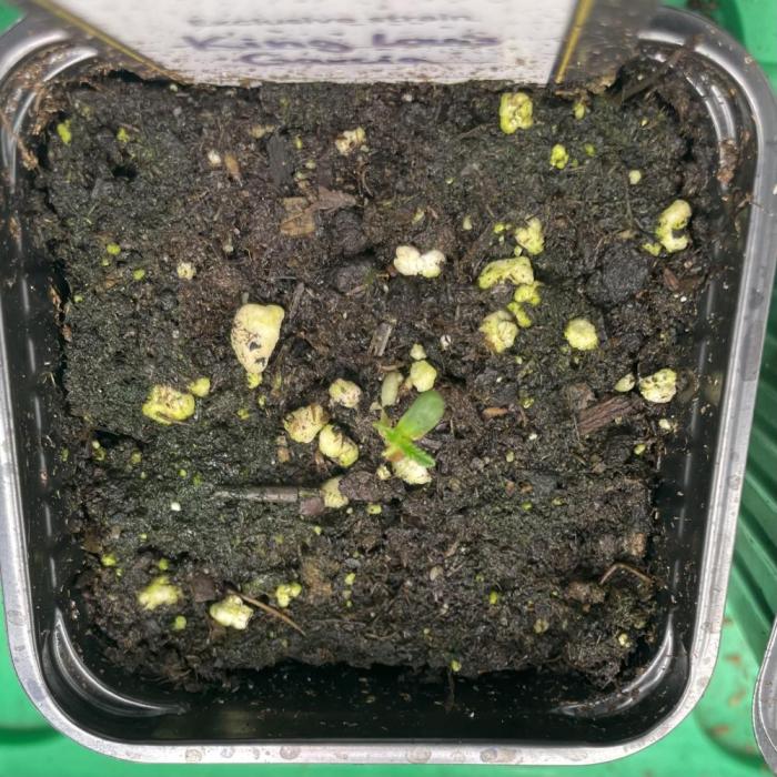 King Louis Garcia. Week 0