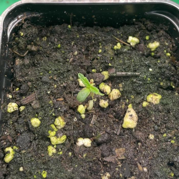 King Louis Garcia. Week 0