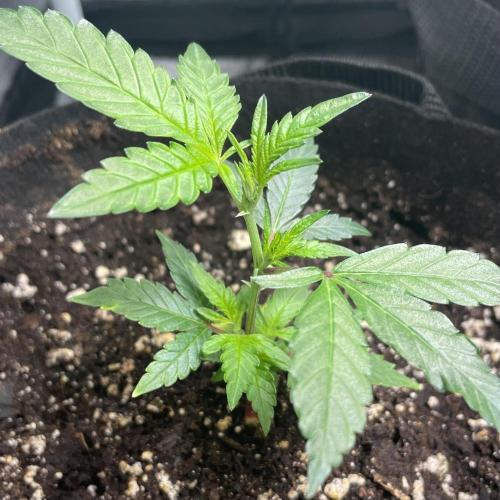 Monster Clone. Week 1