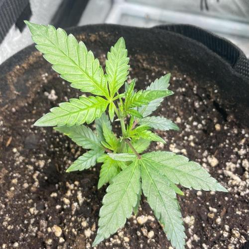 Monster Clone. Week 1