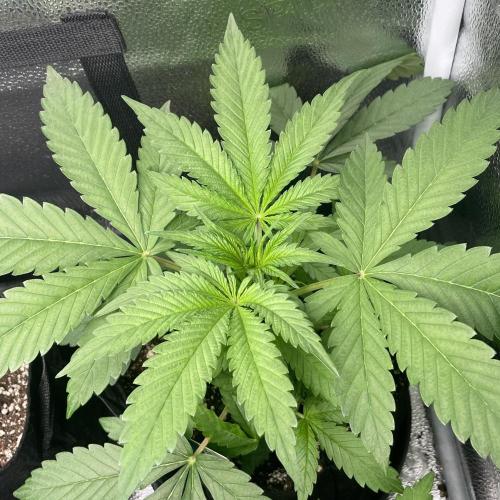 Mental Rainbow. Week 3