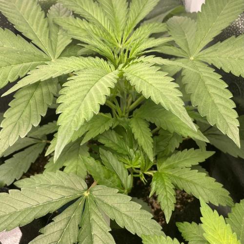 Mental Rainbow. Week 3