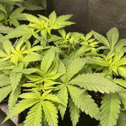 L.A. Vanilla Cake. Week 3