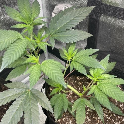 24k Clone III. Week 3