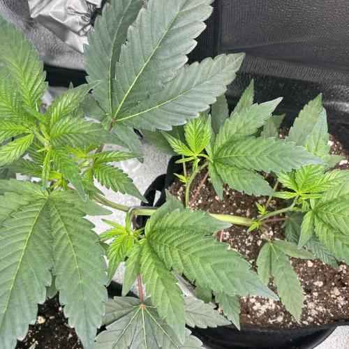 24k Clone III. Week 3