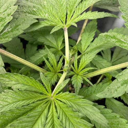 Mental Rainbow. Week 3