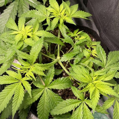 L.A. Vanilla Cake. Week 3