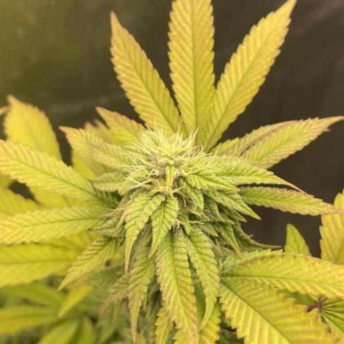 24k Clone II. Week 15