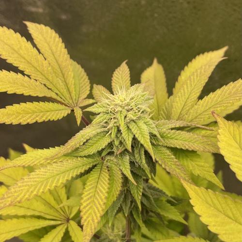 24k Clone II. Week 15