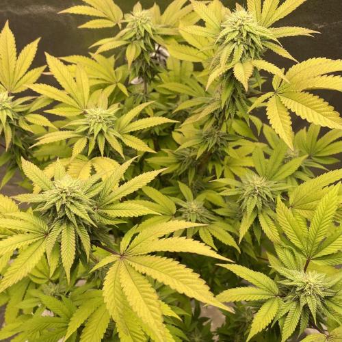 24k Clone II. Week 15