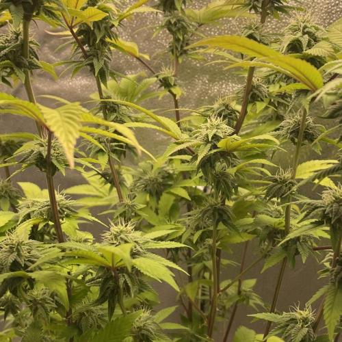 24k Clone II. Week 15