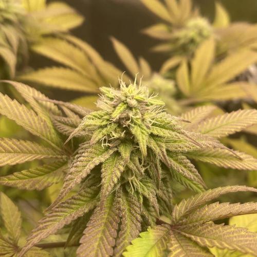 24k Clone II. Week 15