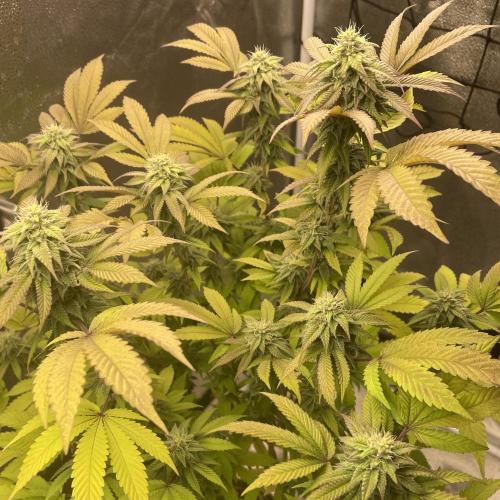 24k Clone II. Week 15